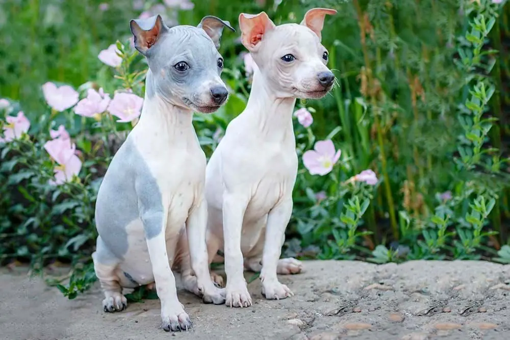 Terrier americano sin pelo caracter
