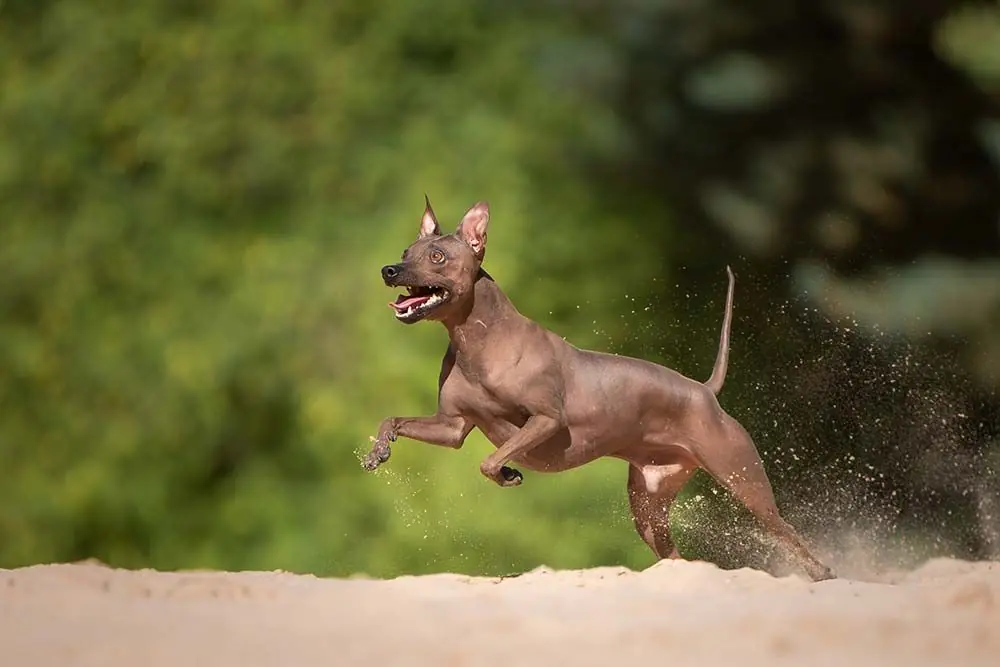Terrier americano sin pelo ejercicio