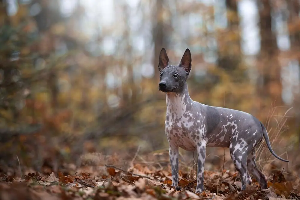 Terrier Americano Sin Pelo: Conoce las características, cuidados y comportamiento