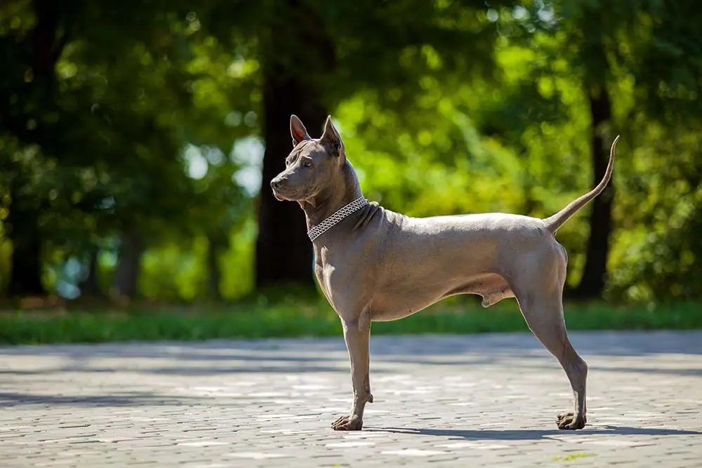 Thai ridgeback caracter