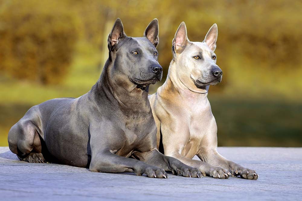 Thai ridgeback socializacion