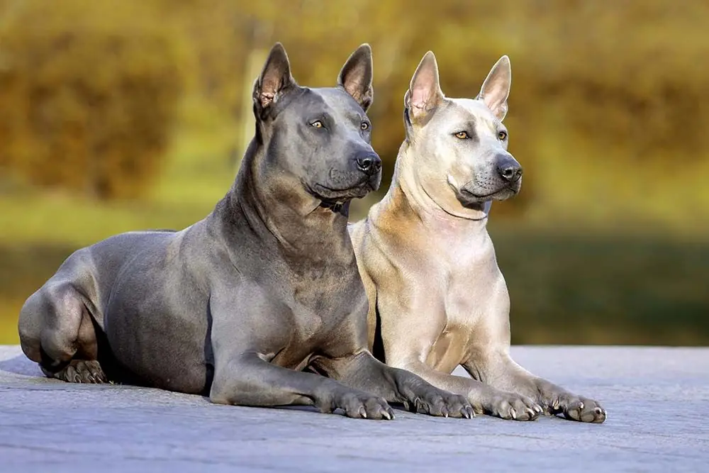 Thai ridgeback socializacion