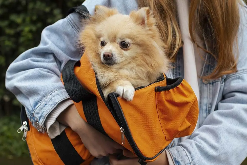 Tipos de transportines y jaulas de viaje para perros