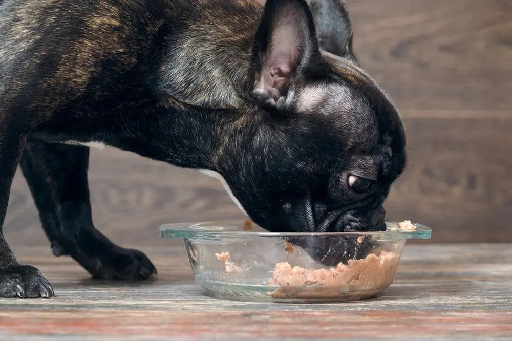 Tonno per cani Scopri se e sicuro e salutare