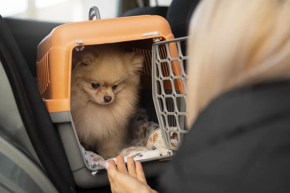 Comodidad y seguridad en tus viajes: Descubre los mejores transportines y jaulas para tu perro