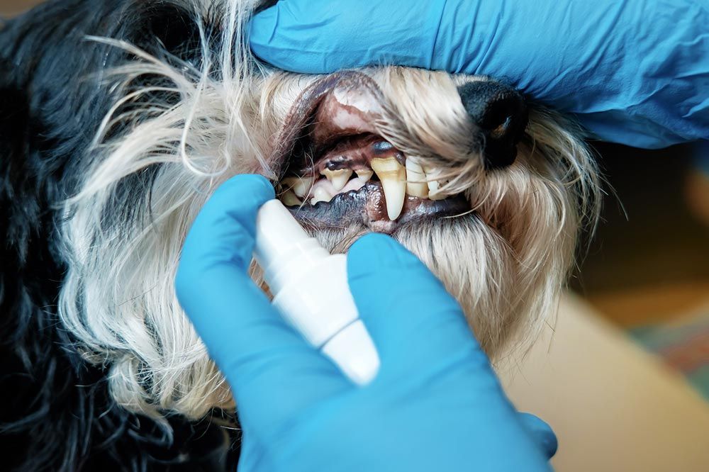 Une bonne alimentation est necessaire