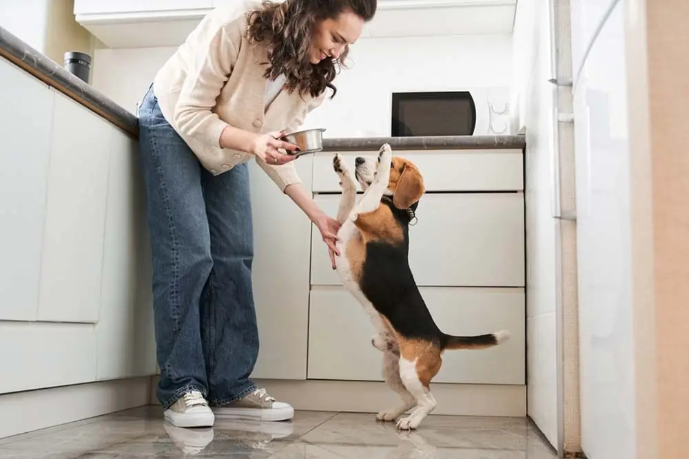 Une meilleure nutrition pour Beagle caracteristiques