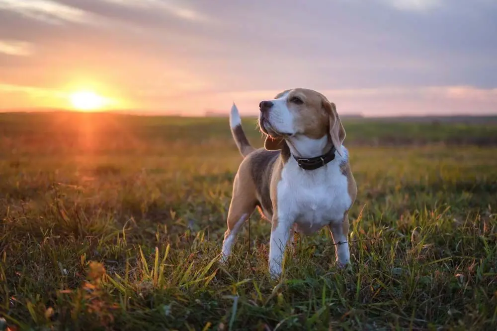 La meilleure alimentation pour le Beagle