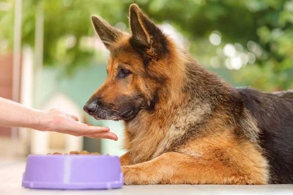Une meilleure nutrition pour Berger allemand