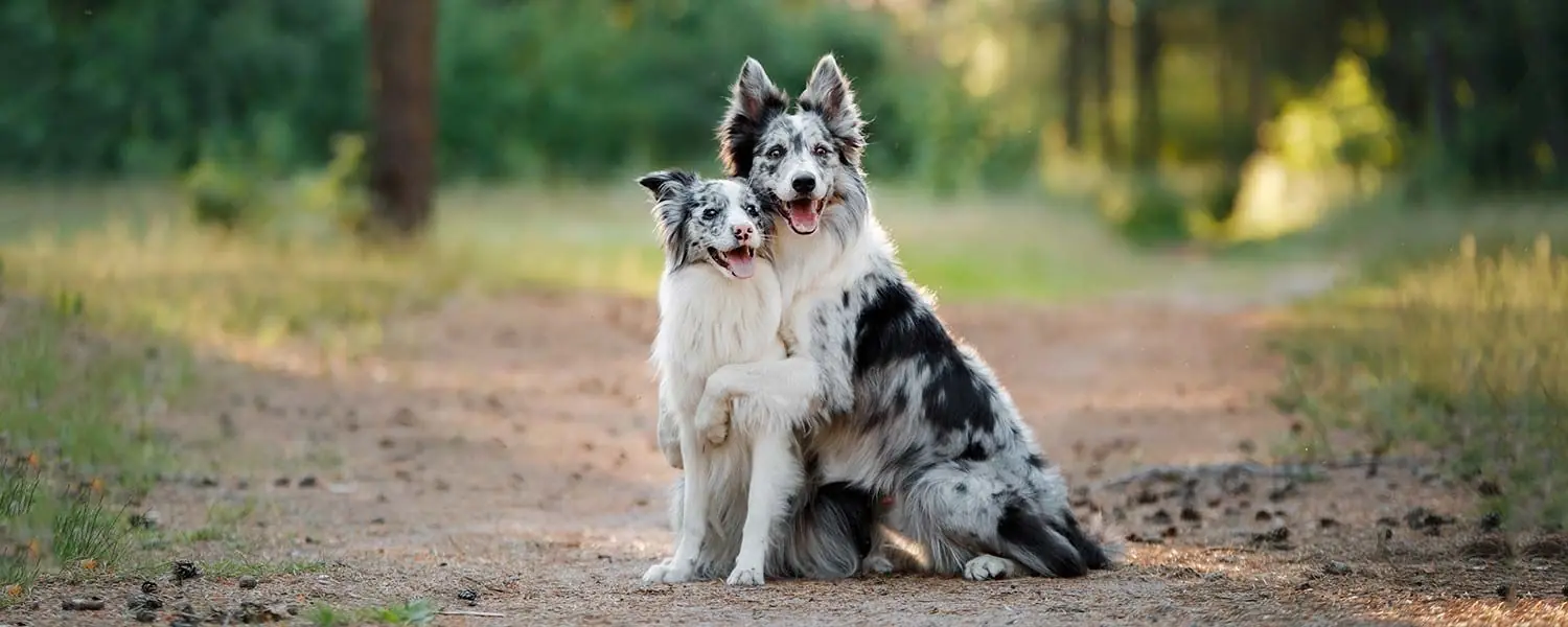 Une meilleure nutrition pour Border Collie
