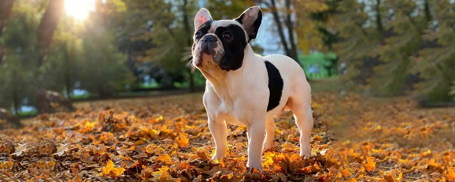 Meilleure alimentation pour le Bouledogue Français