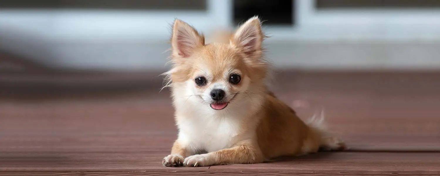 Une meilleure nutrition pour Chihuahua