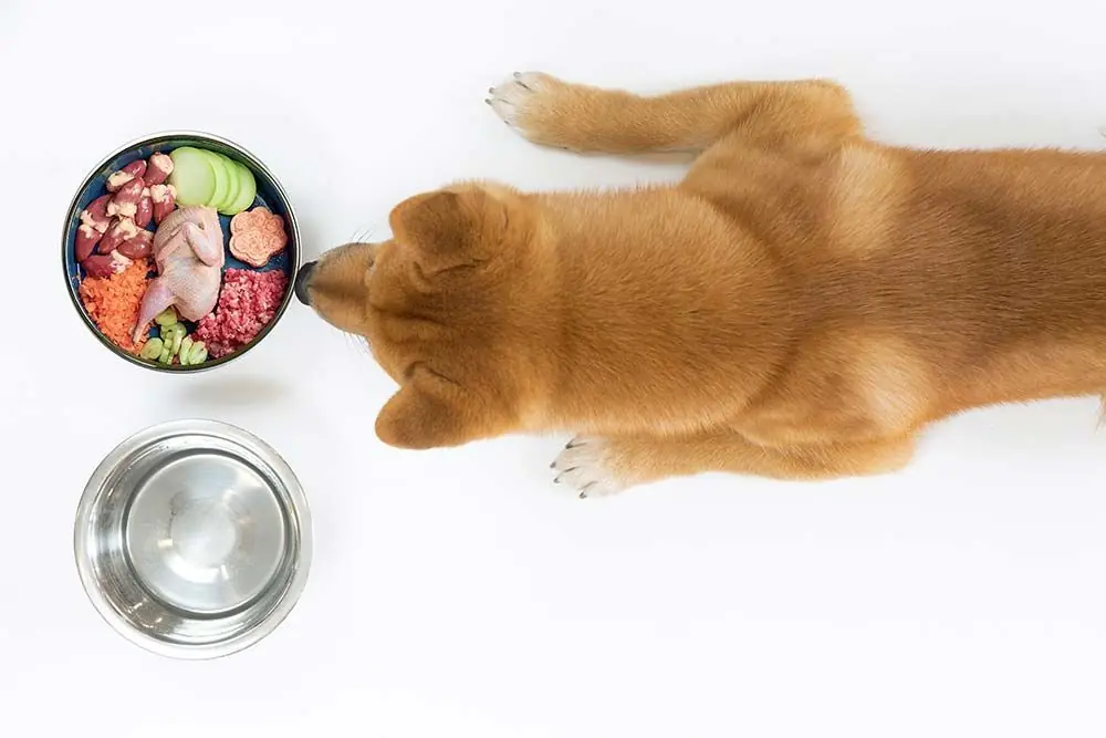 Ventajas de la alimentacion natural Shiba Inu