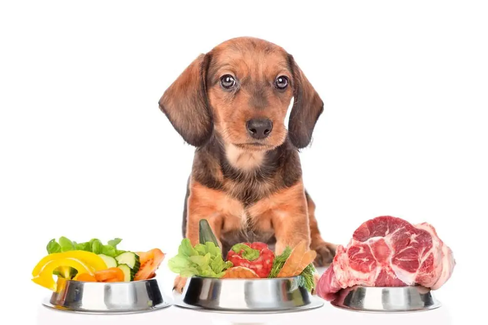 Ventajas de la alimentacion natural Teckel salchicha