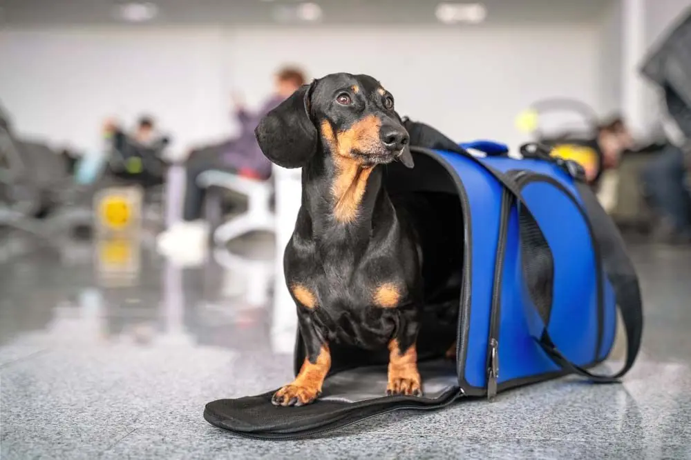 Guía completa para viajar con tu perro en avión