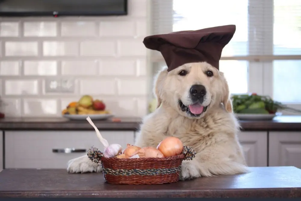 L'aglio è un alimento adatto al cane?