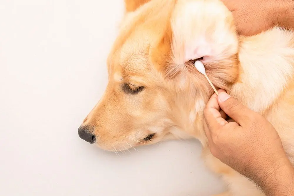 L'alimentation des chiens atteints d'otite: que faire?