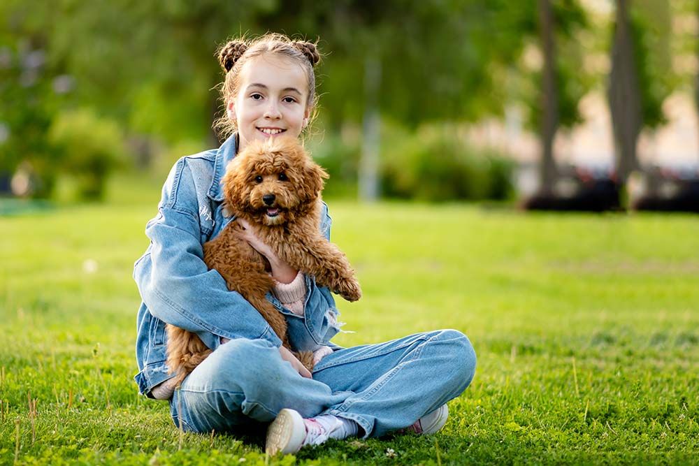 caracter del caniche toy