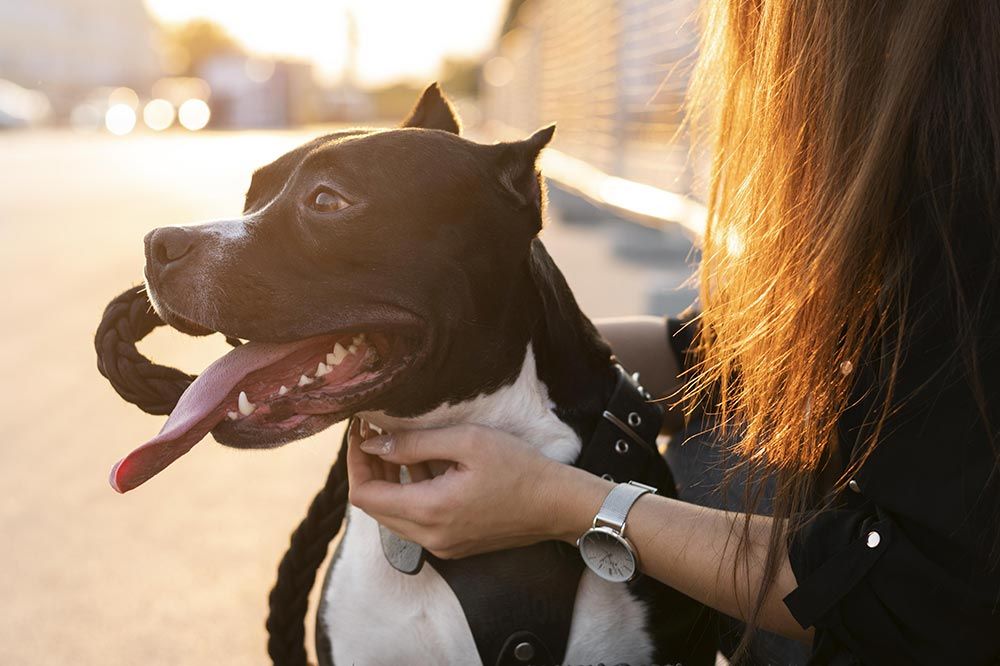 destino petfriendly barcelona