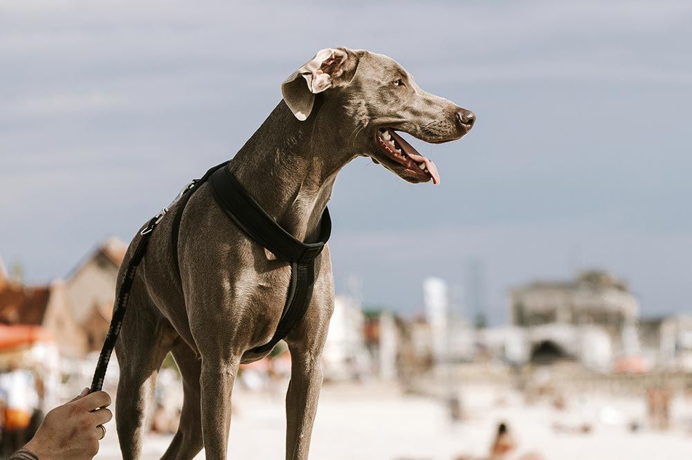 destino petfriendly san sebastian