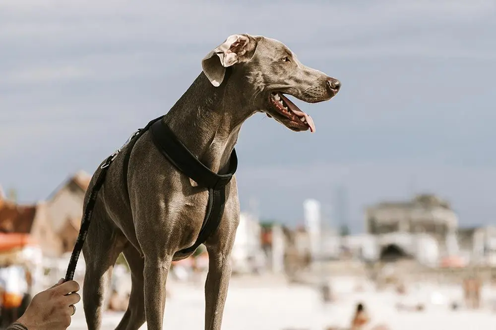 destino petfriendly san sebastian