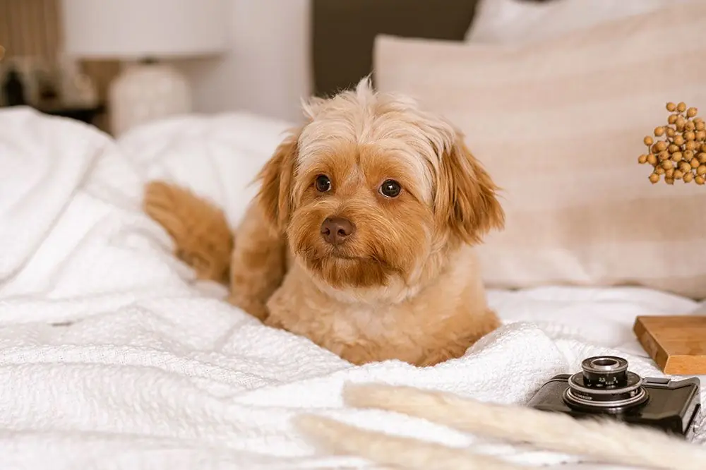 Los mejores hoteles admiten mascotas en Valencia 