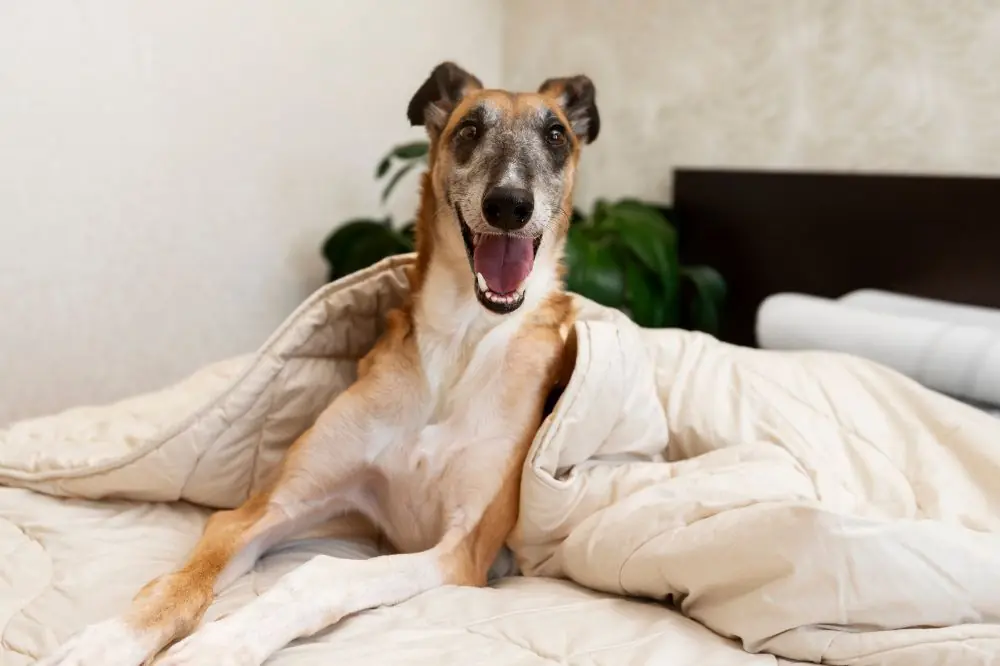 Los mejores hoteles que aceptan perros en España