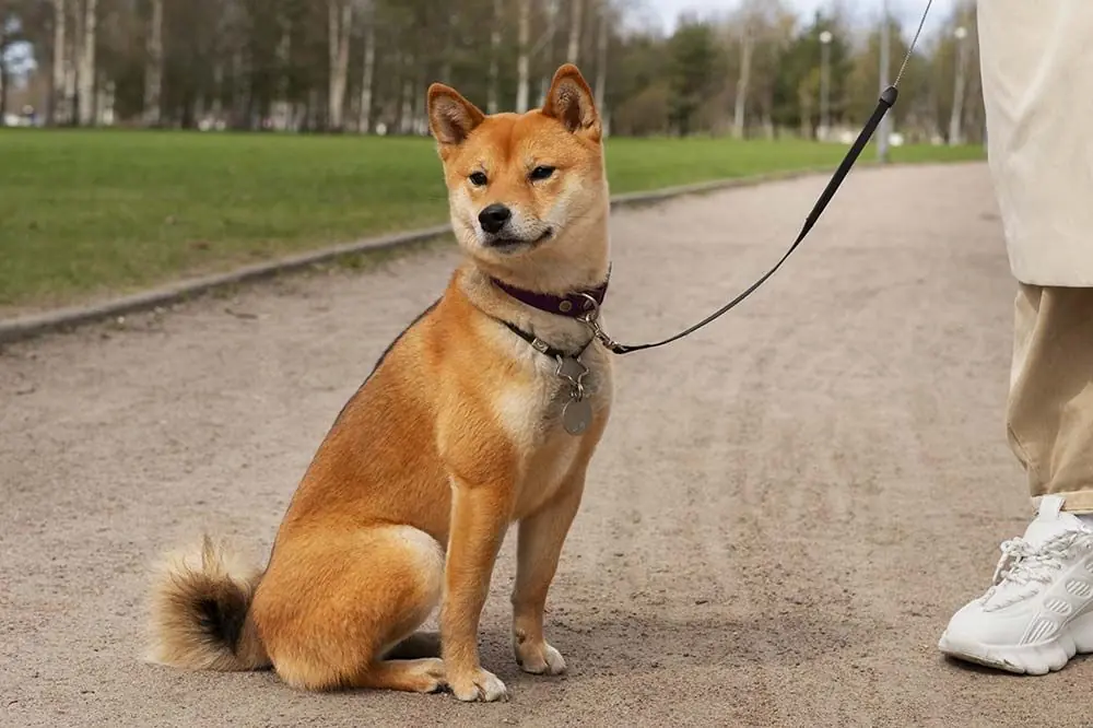 importance du renforcement positif