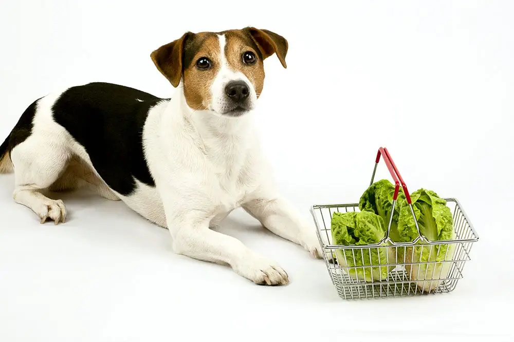 L'insalata è un alimento adatto al cane?