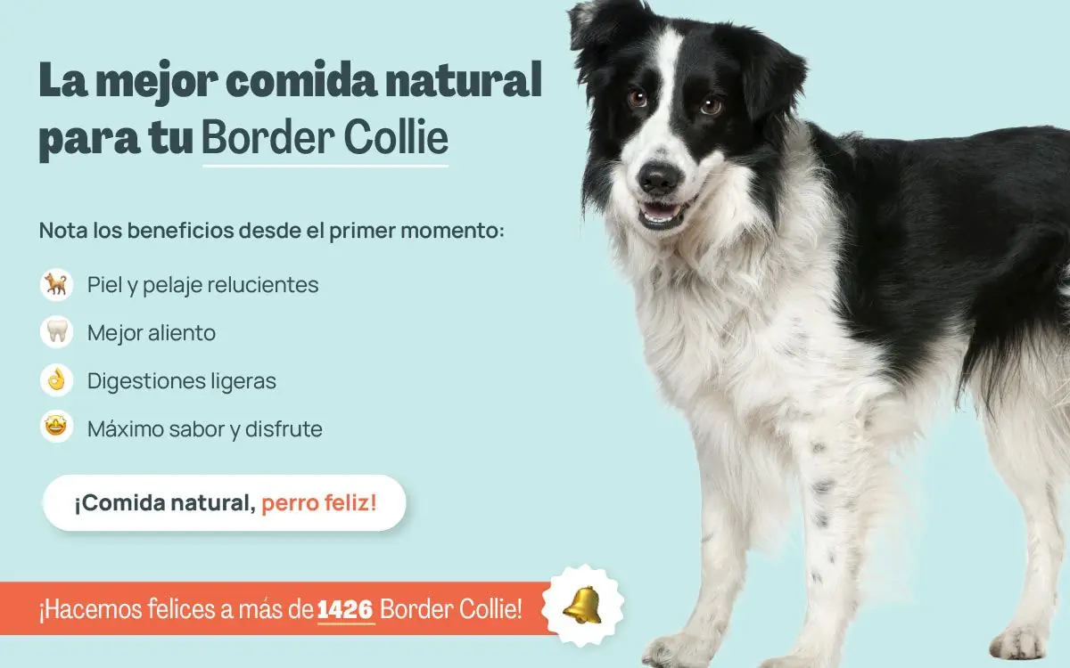mejor cominda natural para border collie