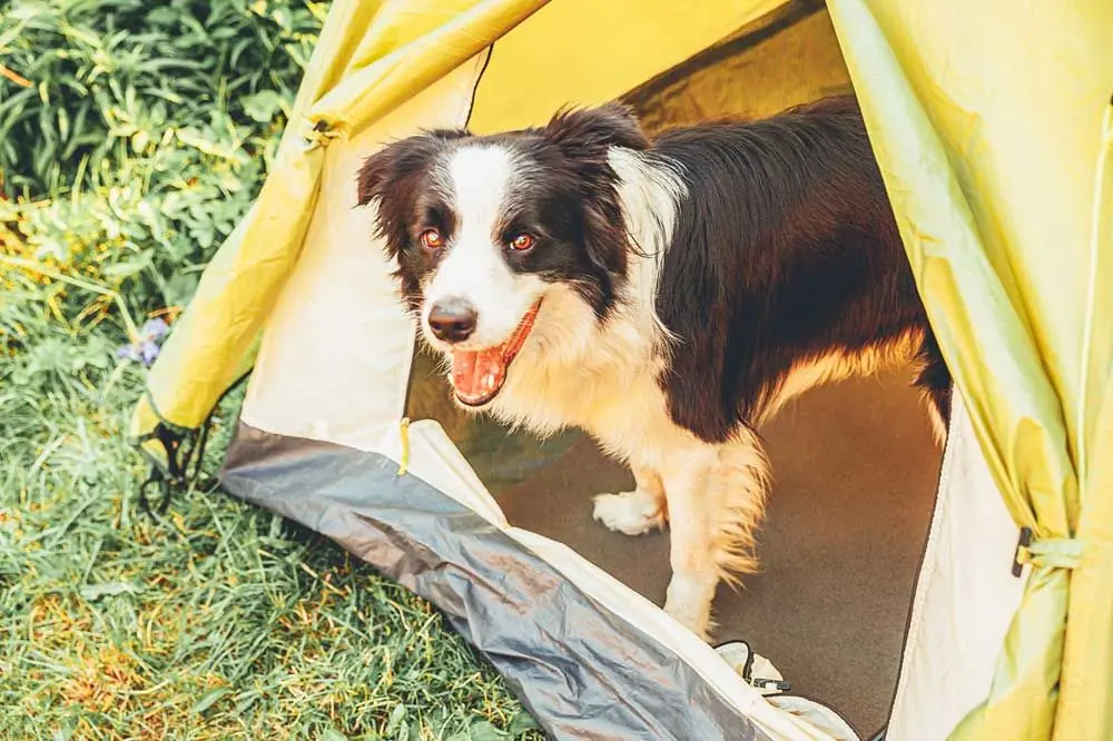 Descubre los mejores lugares para acampar con tu perro y vivir experiencias inolvidables