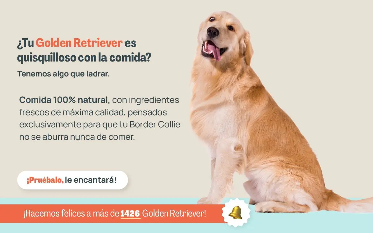 menu natural golden retriever
