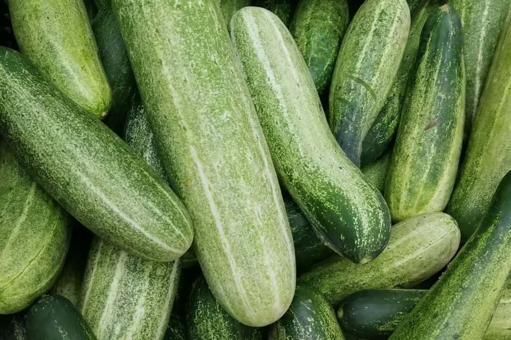 pepino