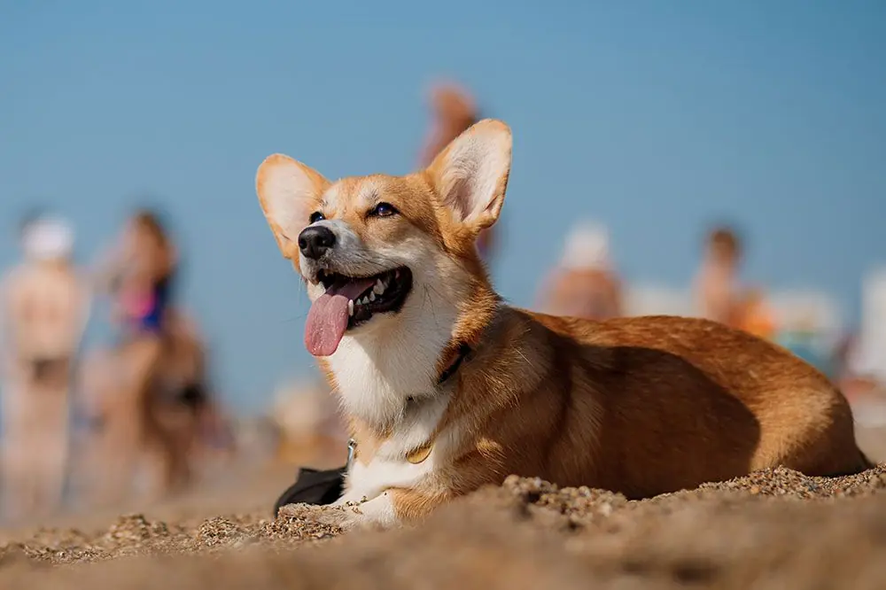 Playas para perros Asturias 