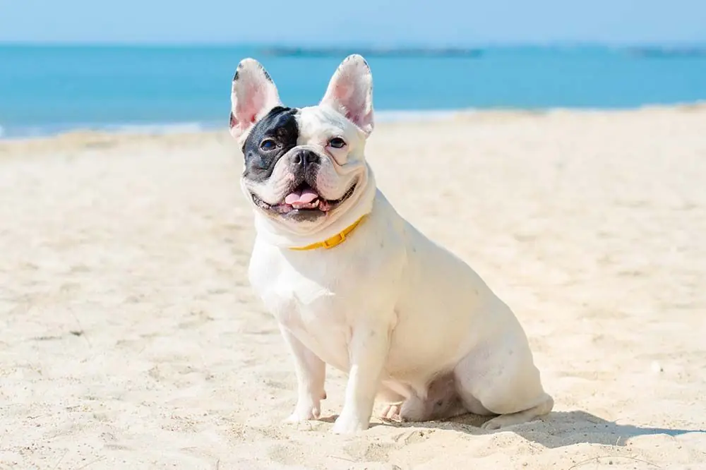 Playas para perros en Alicante 