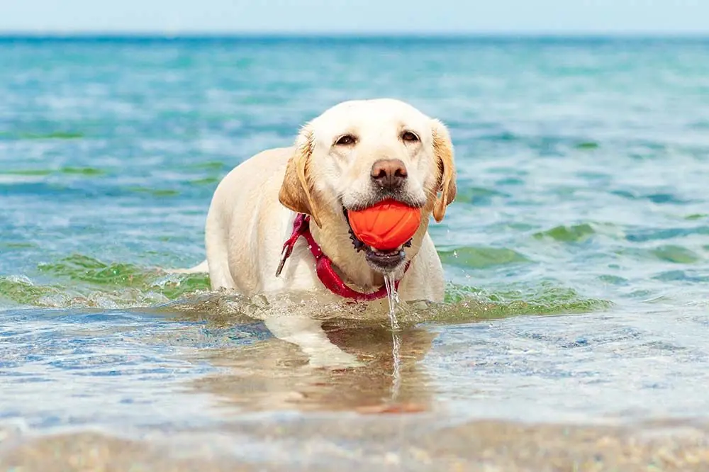 Playa para perros en Cádiz