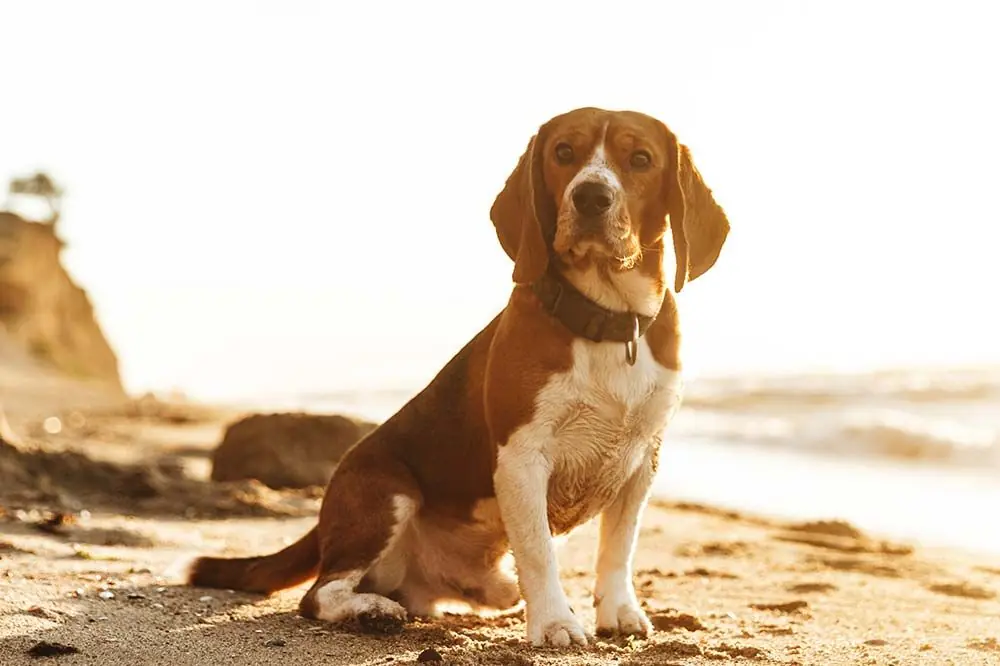 Playas para perros en Huelva 