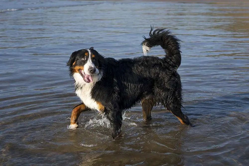 Playa para perros en Mallorca 