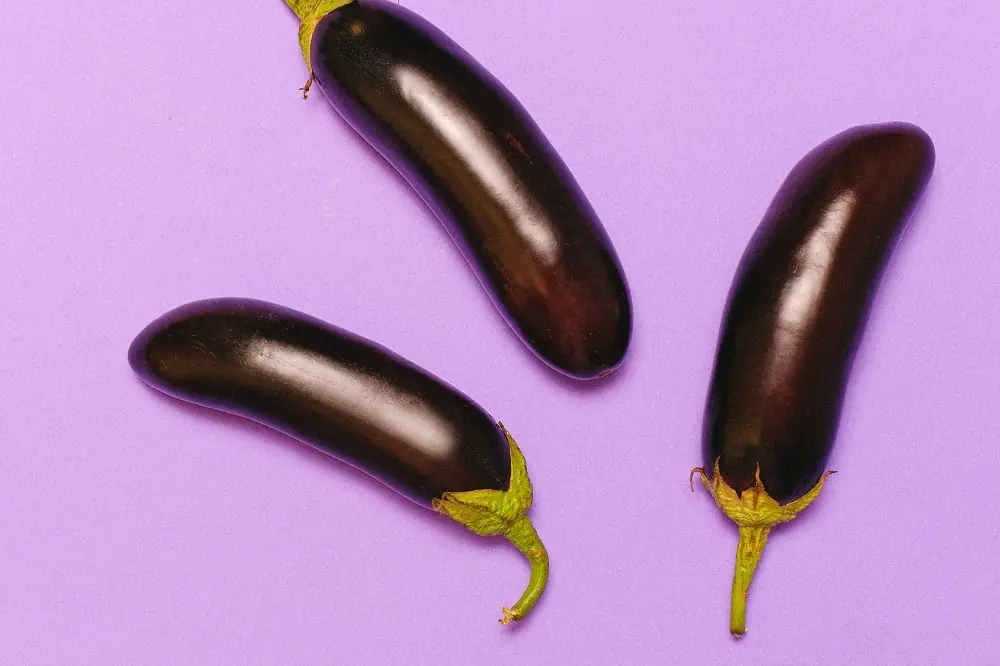 Le melanzane sono un alimento adatto al cane?