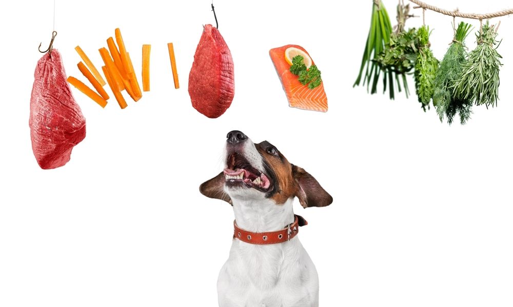 Cute,Young,Dog,Surrounded,By,Tasty,Meat,Products