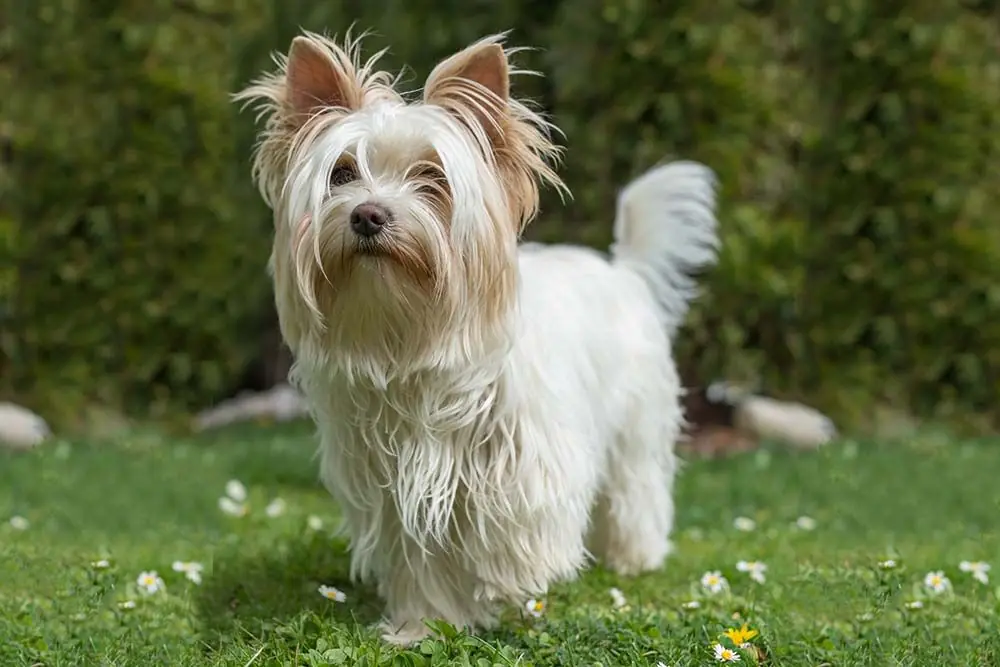 Yorkshire Blanco o Parti Yorkie: características, cuidado, alimentación y carácter