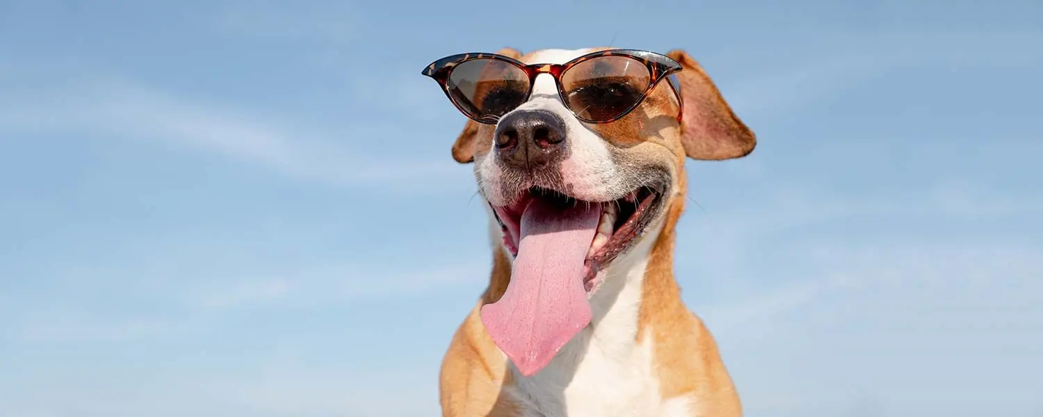 5 maneras de ayudar a tu perro a lidiar con el calor del verano