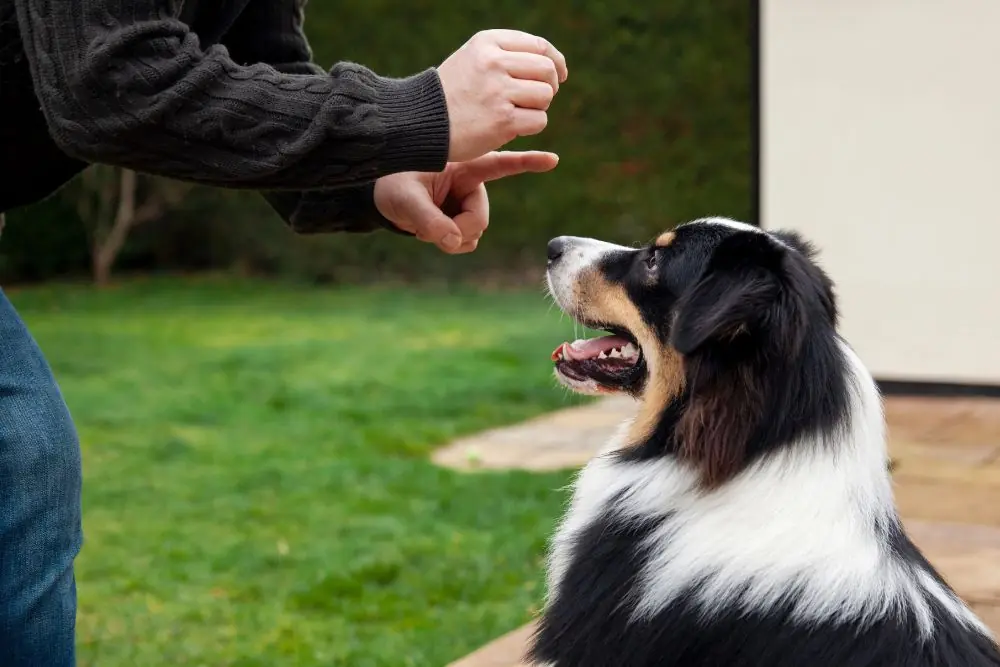 5 maneras de enseñarle trucos a tu perro