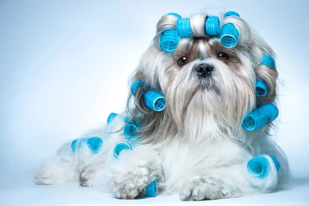 ¿A Qué Perros No se Les Corta el Pelo? - Descubre la Respuesta