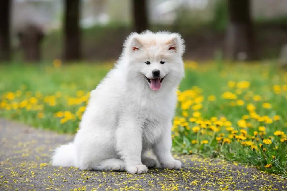 Akita Inu