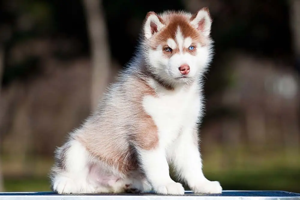 Alaskan Husky con pelliccia marrone