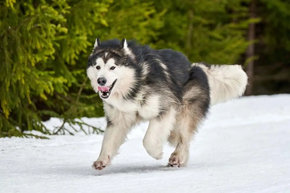 Alaskan malamute
