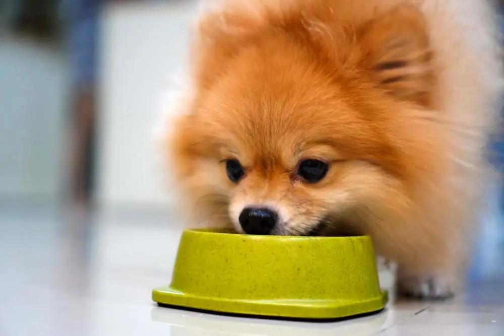 Alimentation appropriee pour les chiens