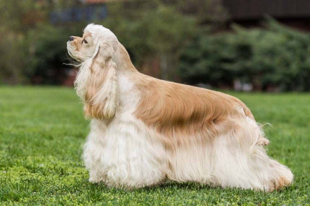 American cocker spaniel