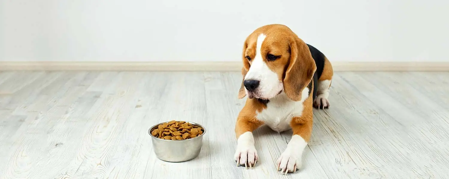 Apprenez combien de temps un chien peut jeûner